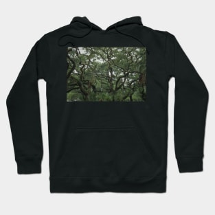 Old Tree in St. Augustine Hoodie